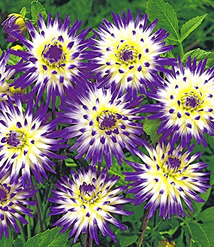 baldur-garten-dahlie-veritable-2x-knollen-gr-e-i image 4