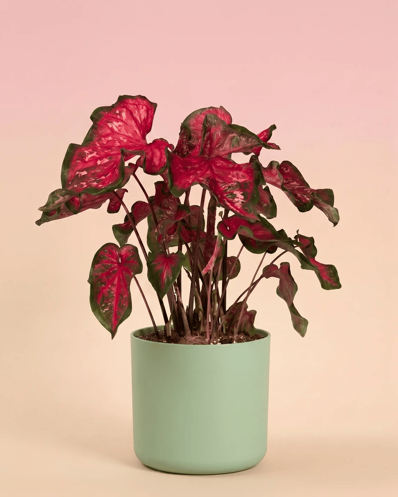 feey-caladium-pink-panther-zimmerpflanze image 8