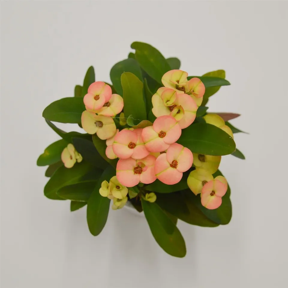 pasiora-euphorbia-milii-hera-gelb-orange-6-cm image 1
