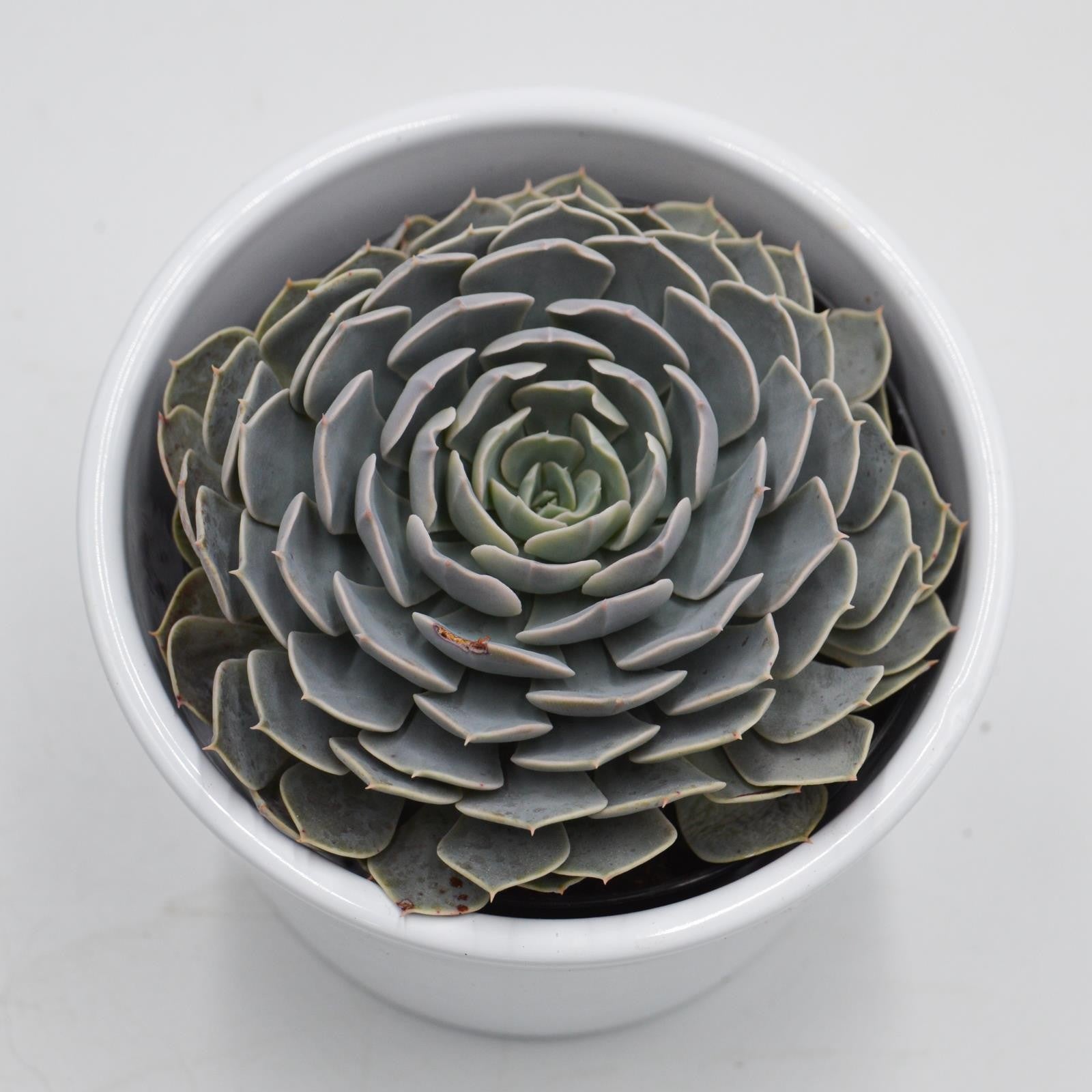 pasiora-echeveria-wavellite-echeverie-9cm-topf image 2