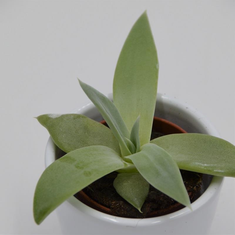 pasiora-dudleya-brittonii-sukkulente-5-5cm-topf image 1