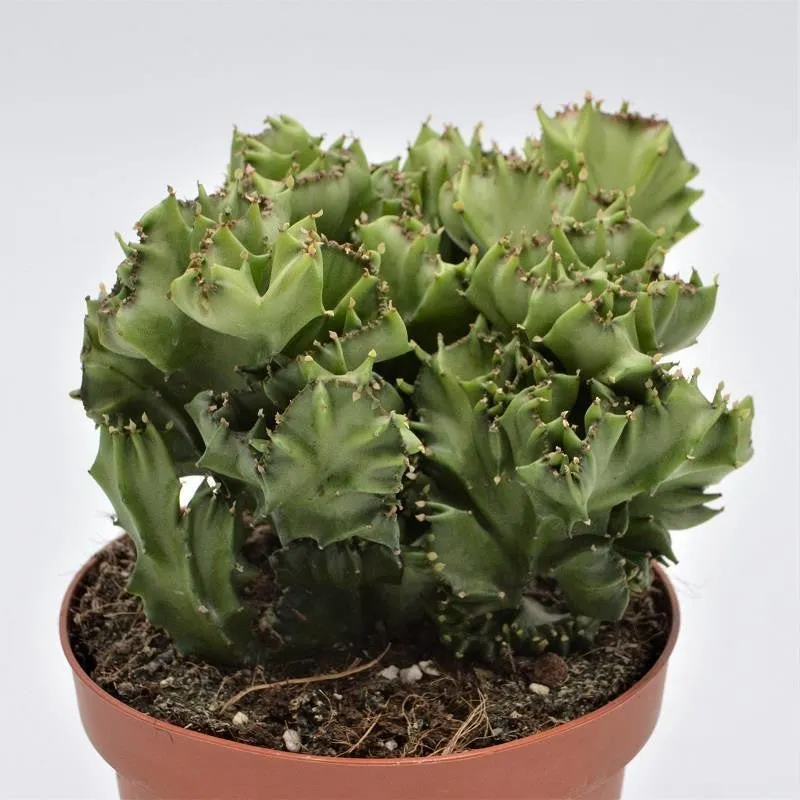 pasiora-euphorbia-lactea-f-cristata-sukkulente-13cm image 1