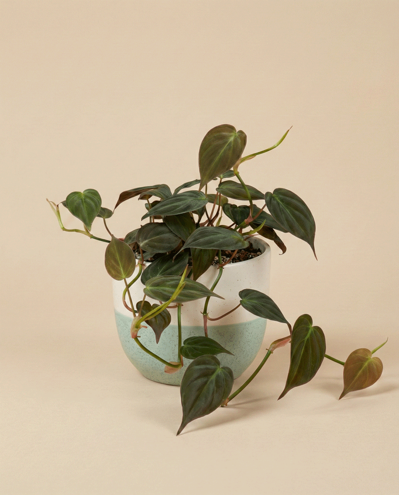feey-philodendron-micans-samtbl-ttriger-baumfreund-zimmerpflanze image 4
