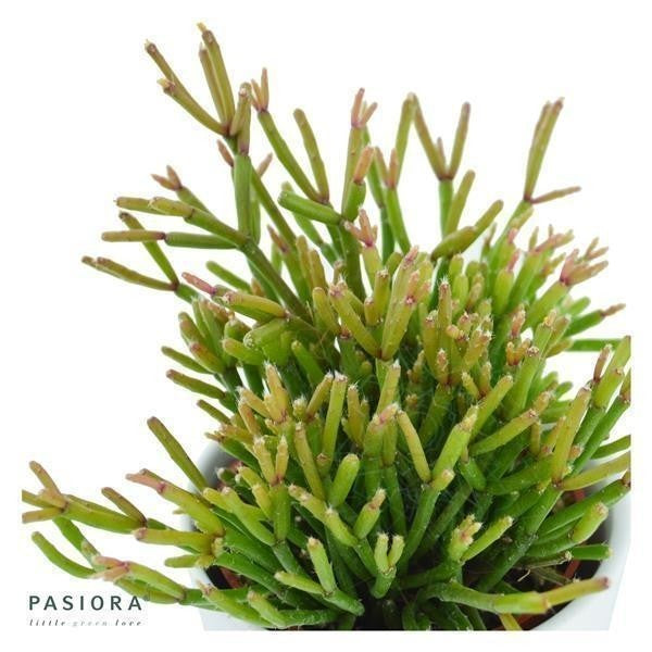 pasiora-rhipsalis-set-3-st-ck-rhipsalis-sukkulenten-mix image 5