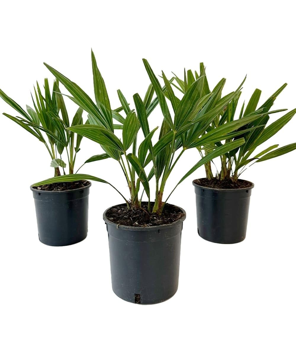 baldur-garten-winterharte-k-bel-palme-im-13-cm-topf image 3