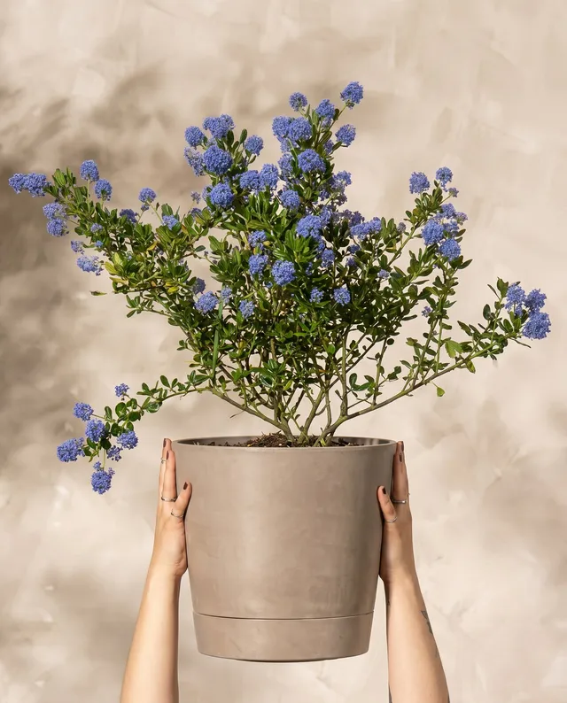 feey-blaue-s-ckelblume-ceanothus-victoria-immergr-n image 1