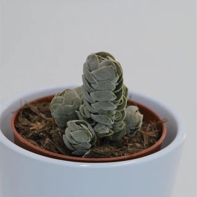 pasiora-crassula-pangolin-dickblatt-sukkulente-8-5cm-topf image 1