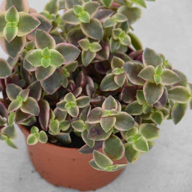 pasiora-crassula-pellucida-ssp-marginalis-dickblatt-8-5cm-topf image 2