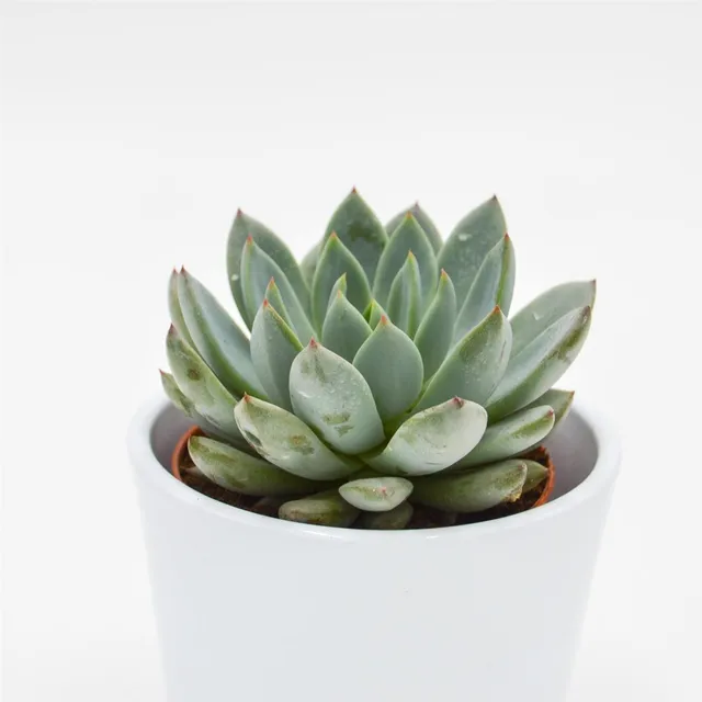 pasiora-echeveria-yummie-sukkulente-8-5cm-topf image 1