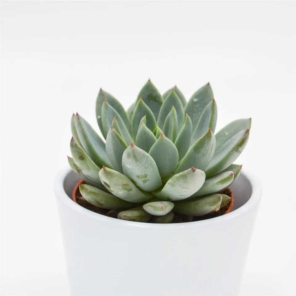 pasiora-echeveria-yummie-sukkulente-8-5cm-topf image 1