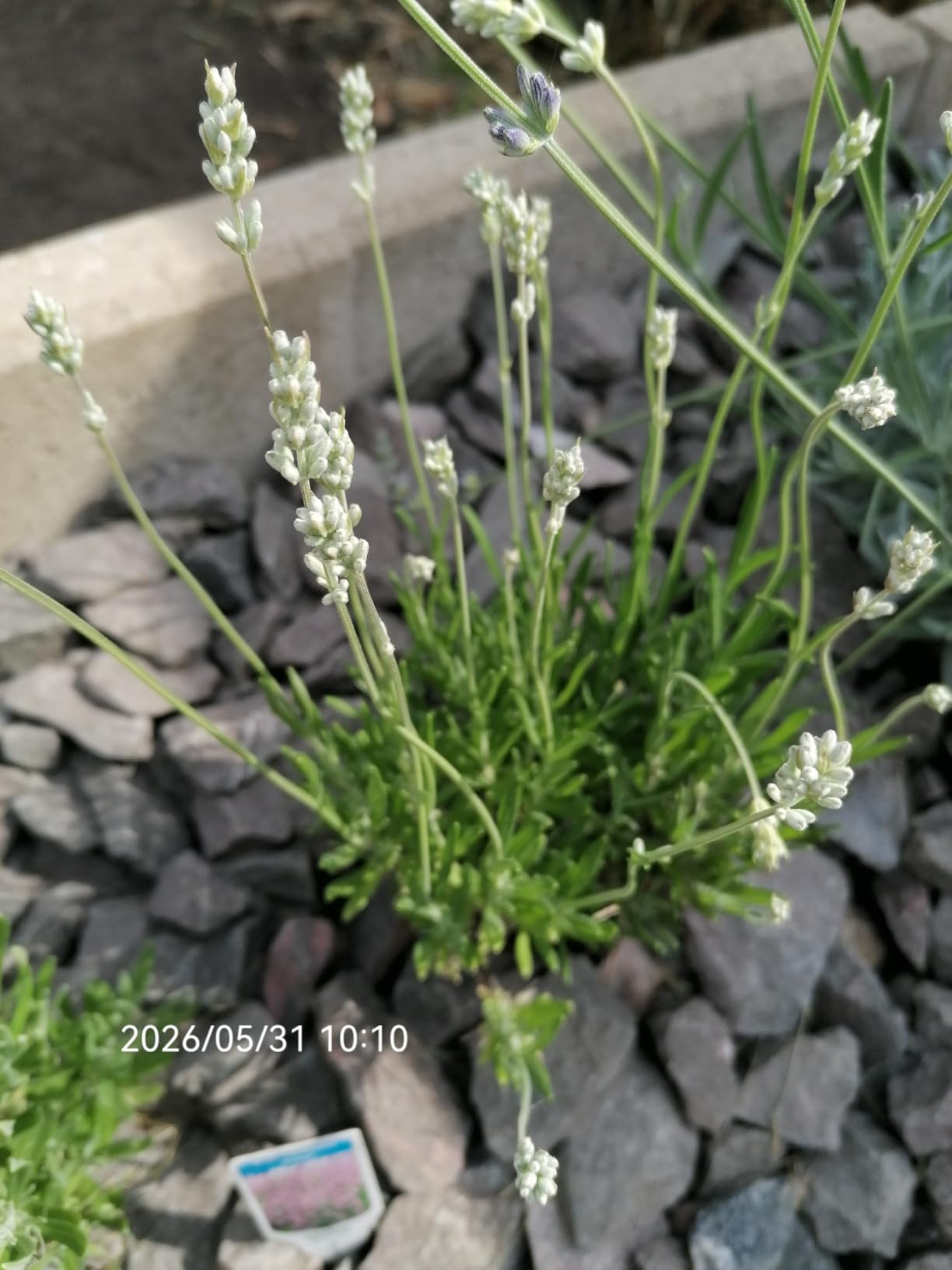 Schöne Beeteinfassung