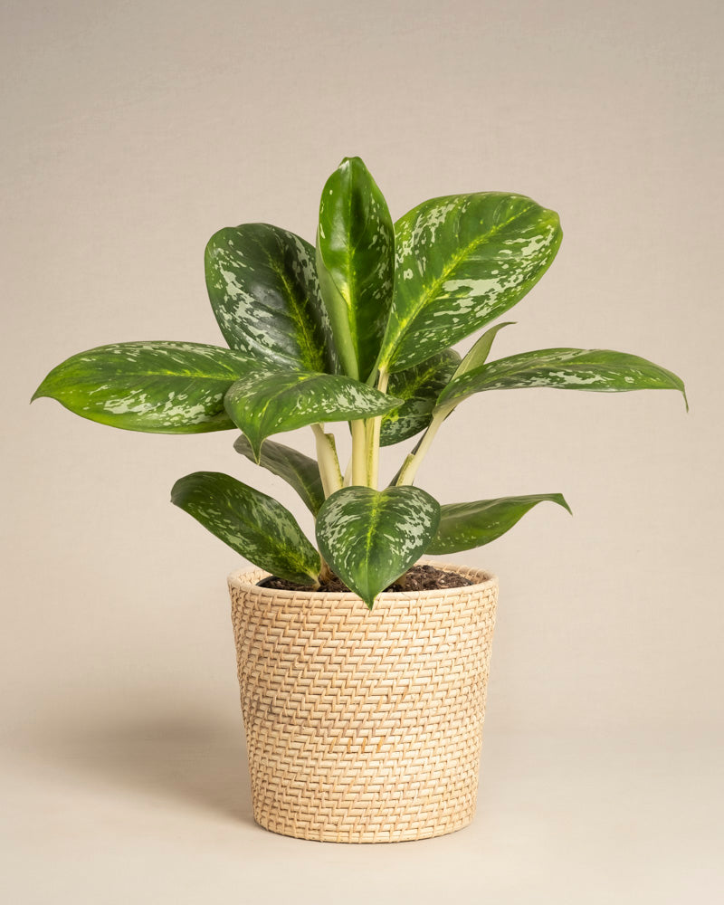 feey-aglaonema-onyx-green-zimmerpflanze-klein-mittel image 5