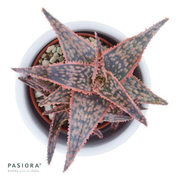 pasiora-aloe-red-shade-sukkulente-6cm-topf image 2