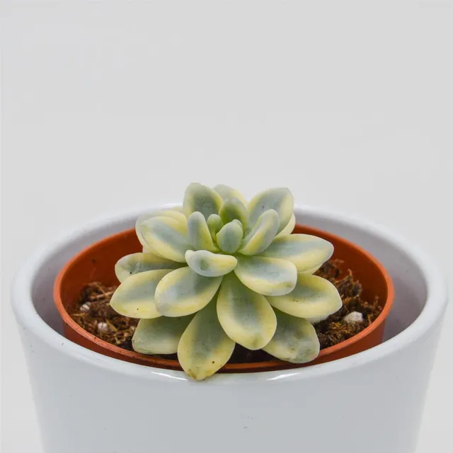 pasiora-sedum-clavatum-f-variegata-sukkulente-im-8-5cm-topf image 1