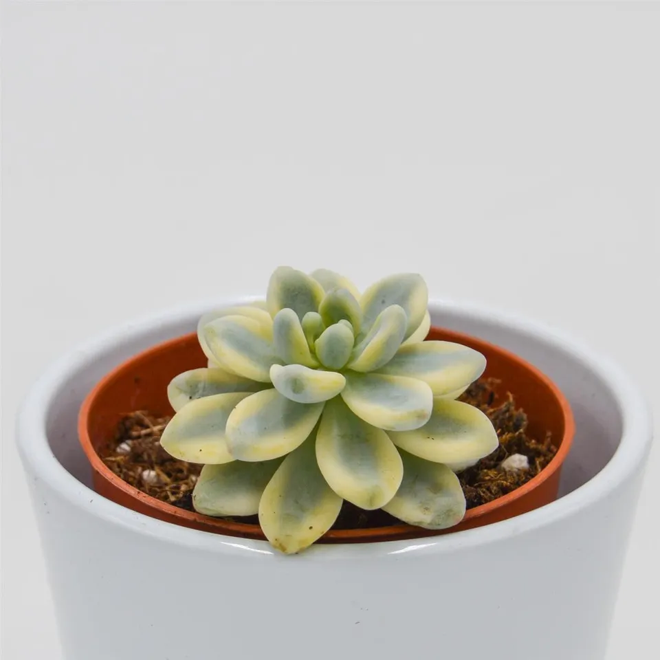 pasiora-sedum-clavatum-f-variegata-sukkulente-im-8-5cm-topf image 1