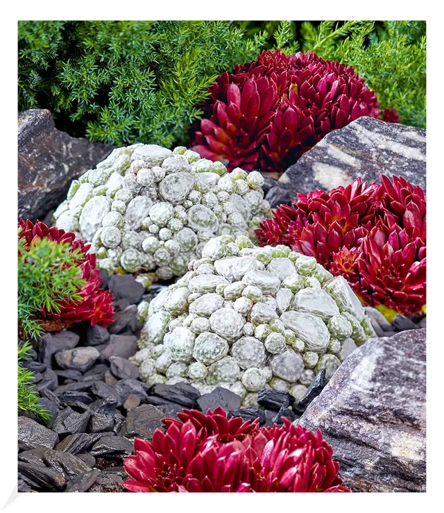 baldur-garten-sempervivum-arctic-white-coral-red-2er-set-stauden image 1