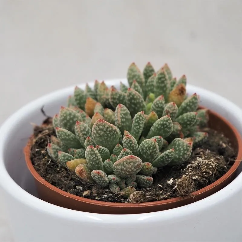 pasiora-crassula-ausensis-subsp-titanopsis-sukkulente-8-5cm image 1