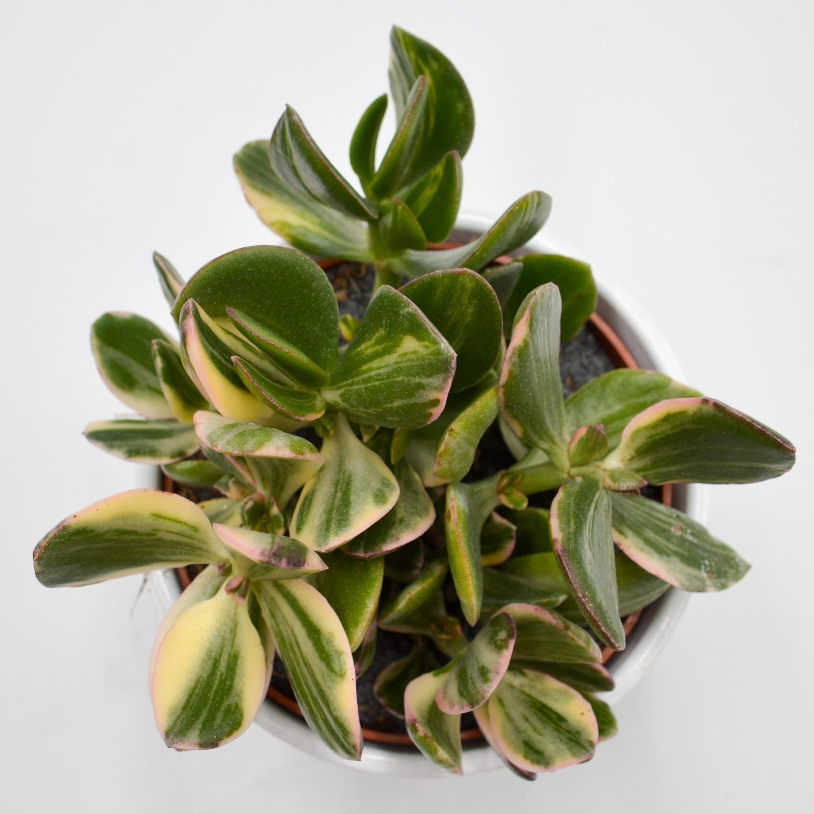 pasiora-crassula-ovata-f-variegata-12cm-topf image 1