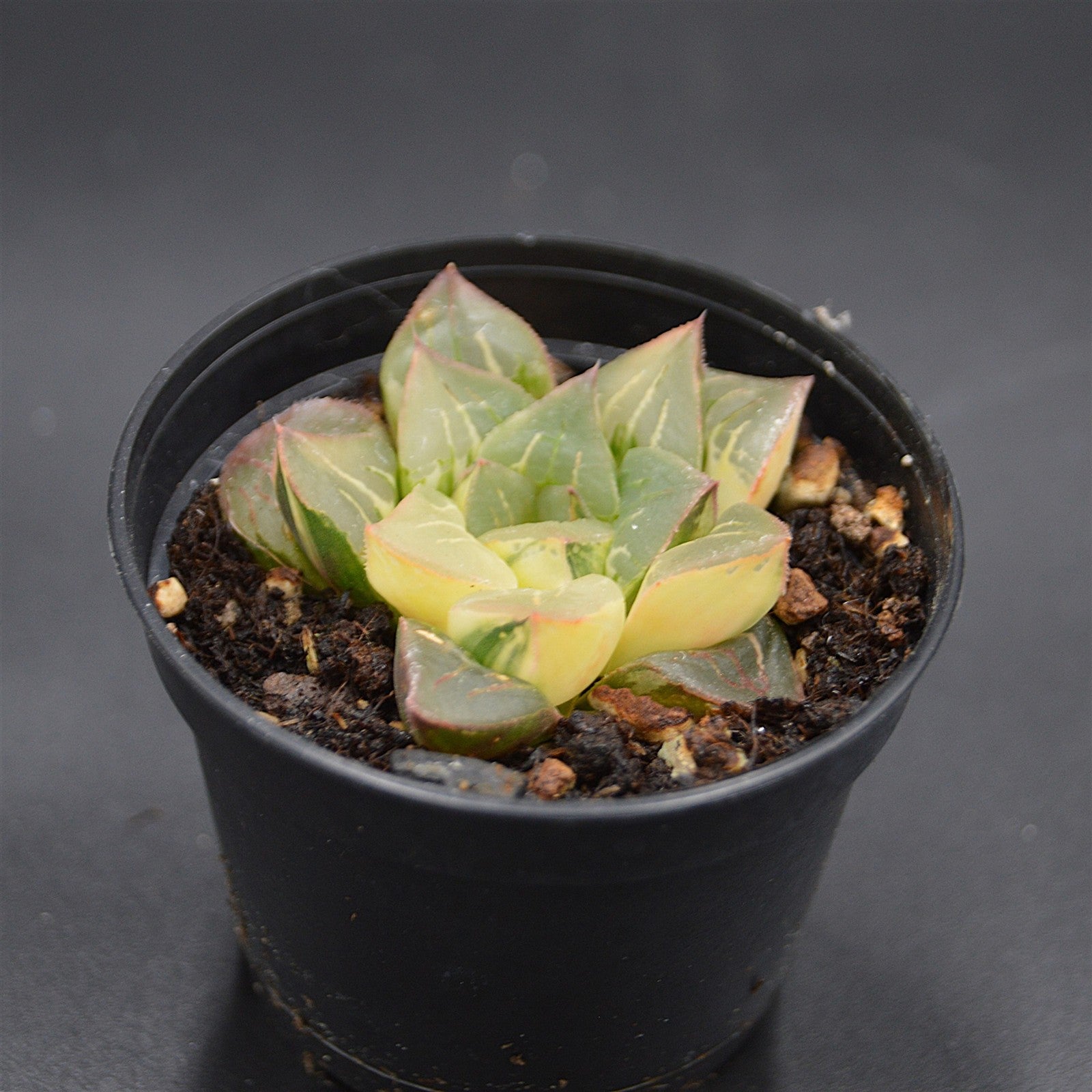 pasiora-haworthia-magnifica-f-variegata-rarit-t-einzelst-ck image 1
