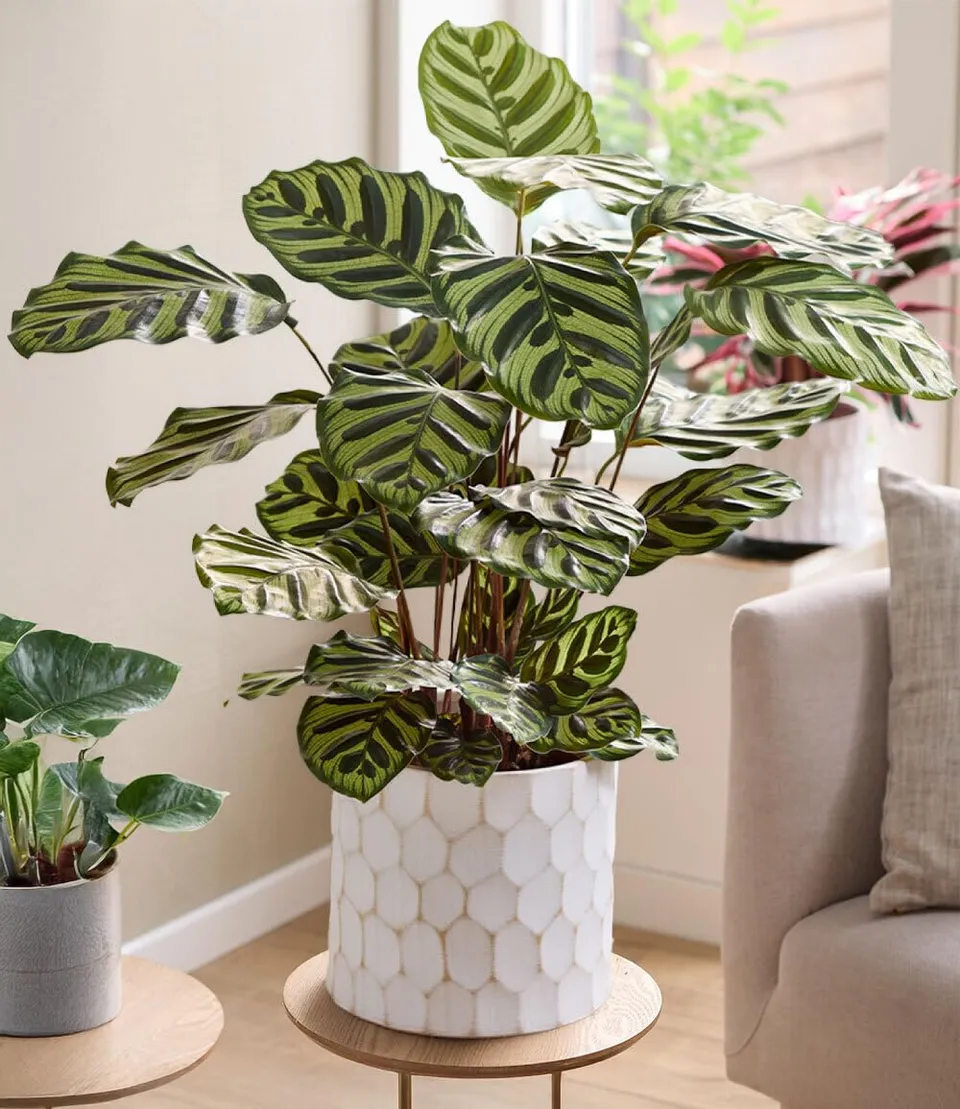 baldur-garten-korbmarante-calathea-makoyana-19-cm-topf image 1