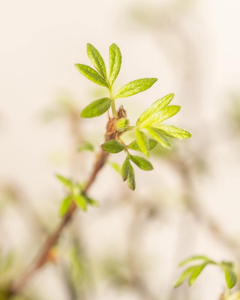 feey-gelber-fingerstrauch-potentilla-goldfinger image 5