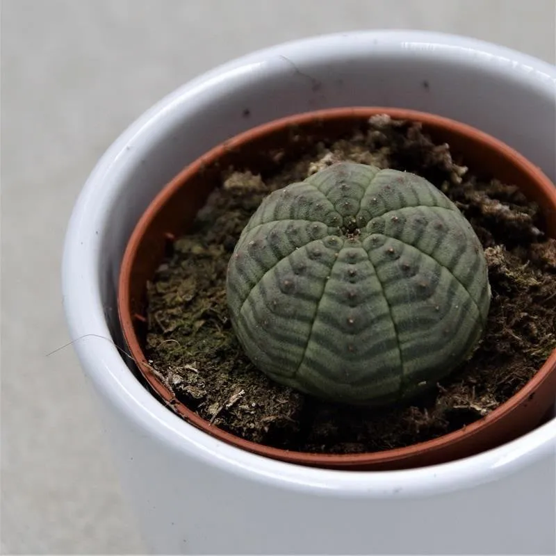 pasiora-euphorbia-obesa-kugel-euphorbie-5-5-cm-topf image 1