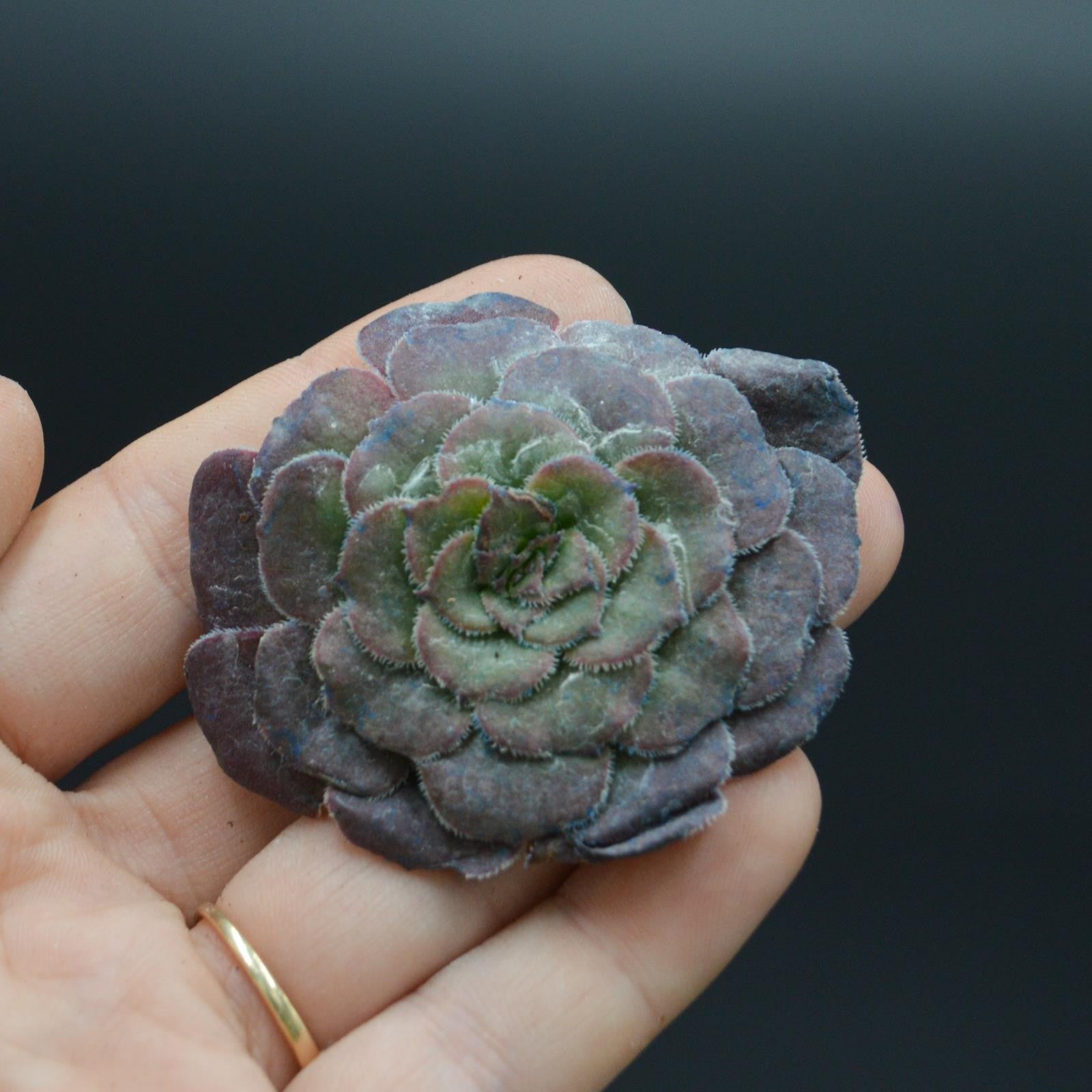 pasiora-aeonium-red-king-kong-steckling-sukkulente image 1