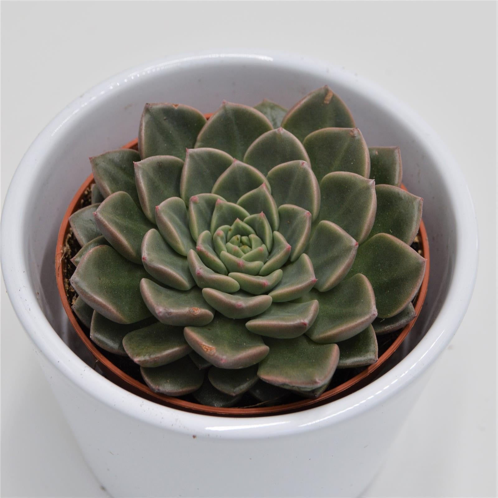 pasiora-graptopetalum-vega-8-5-cm-topf image 1