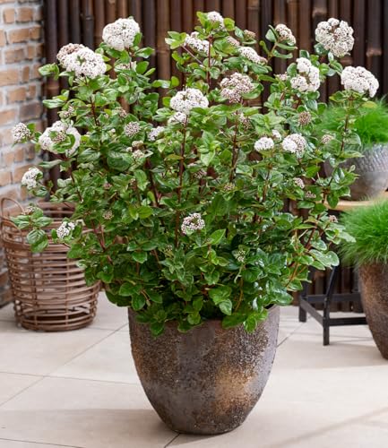 baldur-garten-viburnum-rock-n-rolla-zierstrauch-9x9-cm-topf image 6