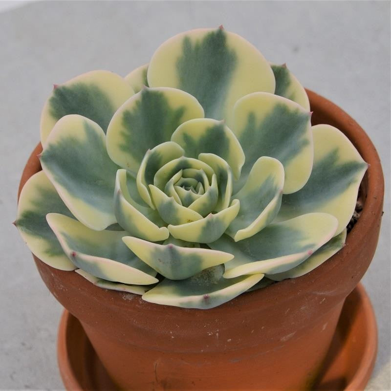 pasiora-echeveria-compton-carousel-im-tontopf-mutterpflanze-13cm image 1