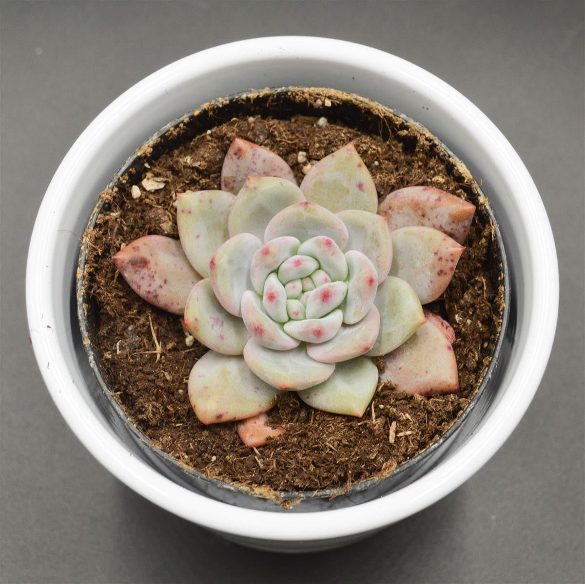 pasiora-echeveria-ariel-rosetten-sukkulente-9cm image 2