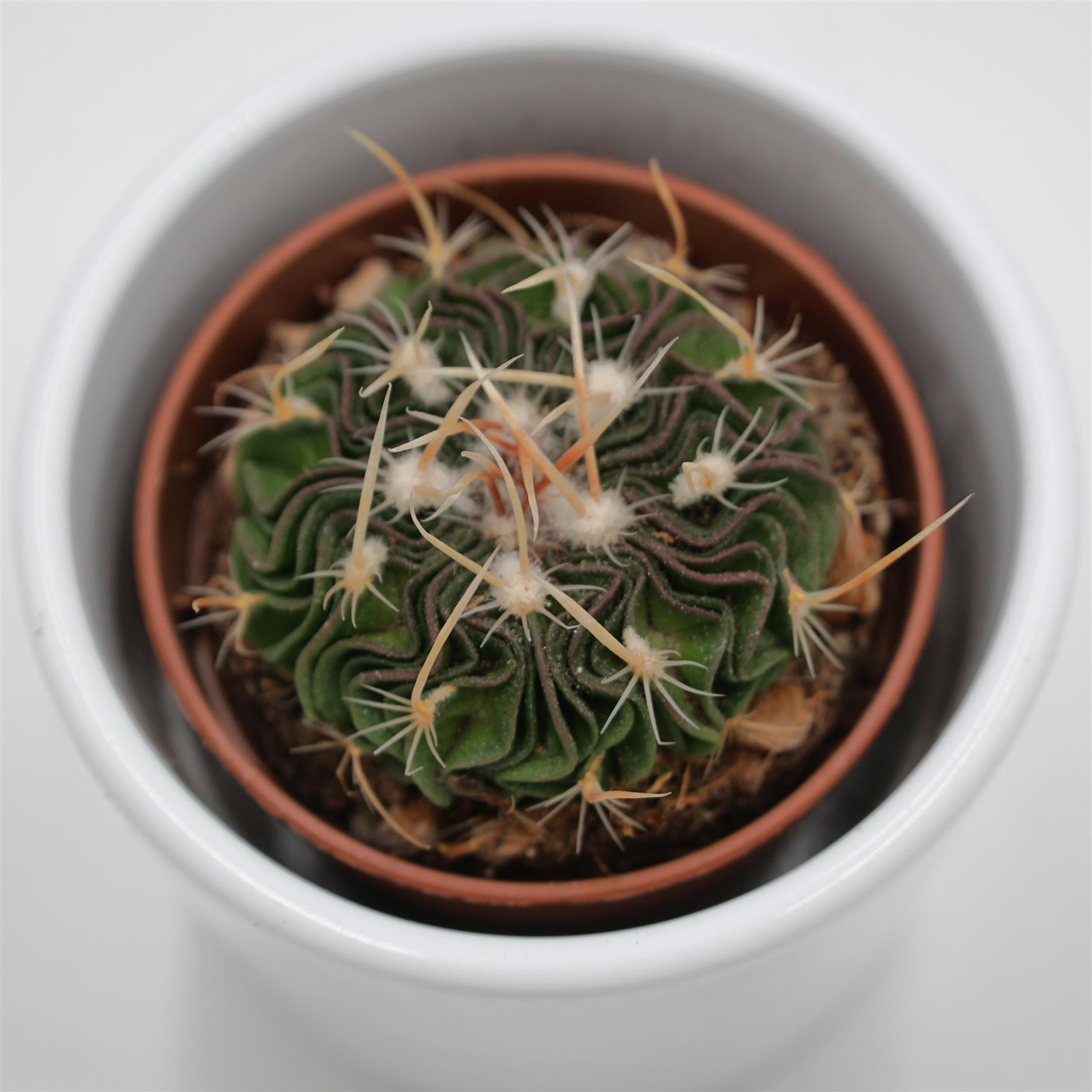pasiora-echinofossulocactus-multicostatus-rubra-kaktus-5-5cm image 1
