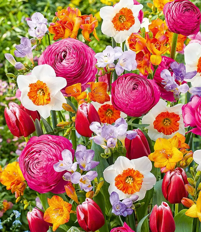 baldur-garten-blumenzwiebel-mix-happy-spring-25er-narzisse-tulpe-ranunkel-freesi image 1