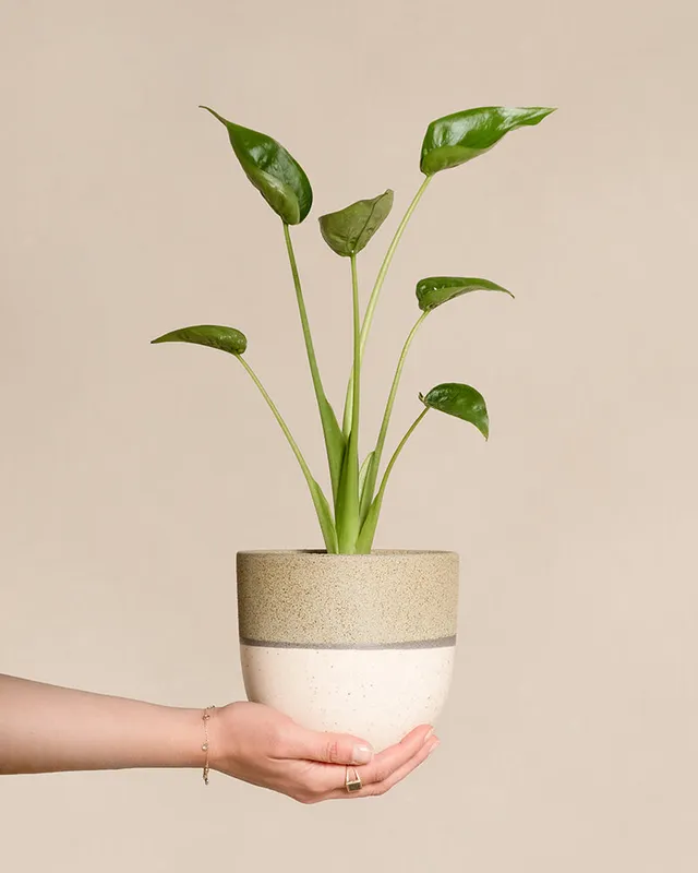 feey-alocasia-tiny-dancer-pfeilblatt-zimmerpflanze image 1