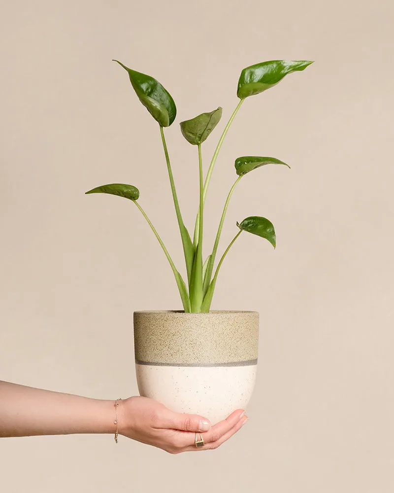 feey-alocasia-tiny-dancer-pfeilblatt-zimmerpflanze image 1