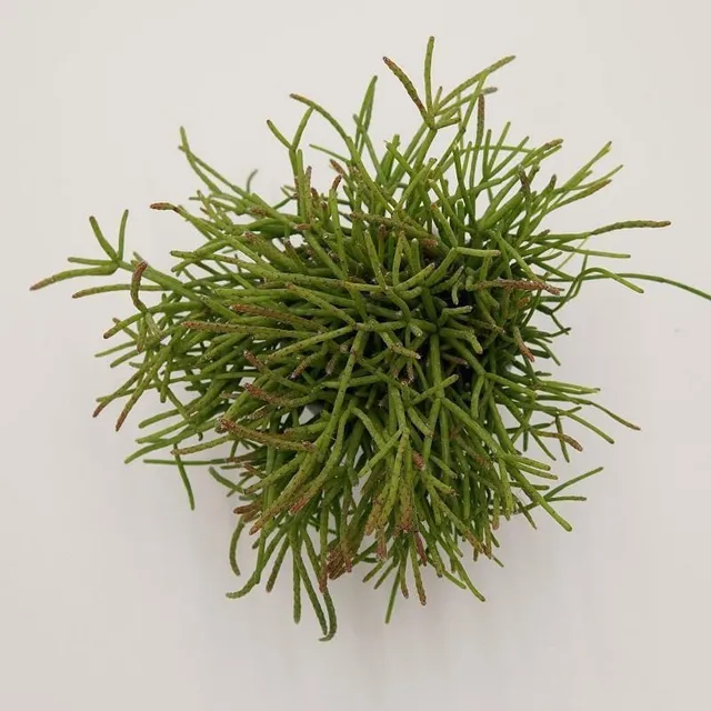 pasiora-rhipsalis-cassutha-korallenkaktus-6cm image 1