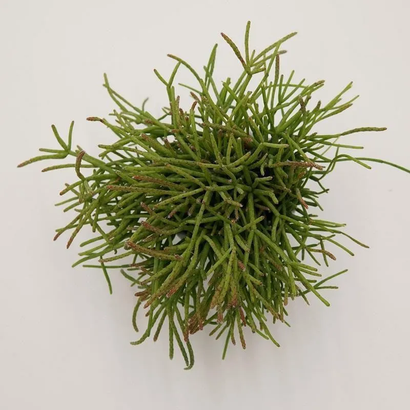 pasiora-rhipsalis-cassutha-korallenkaktus-6cm image 1