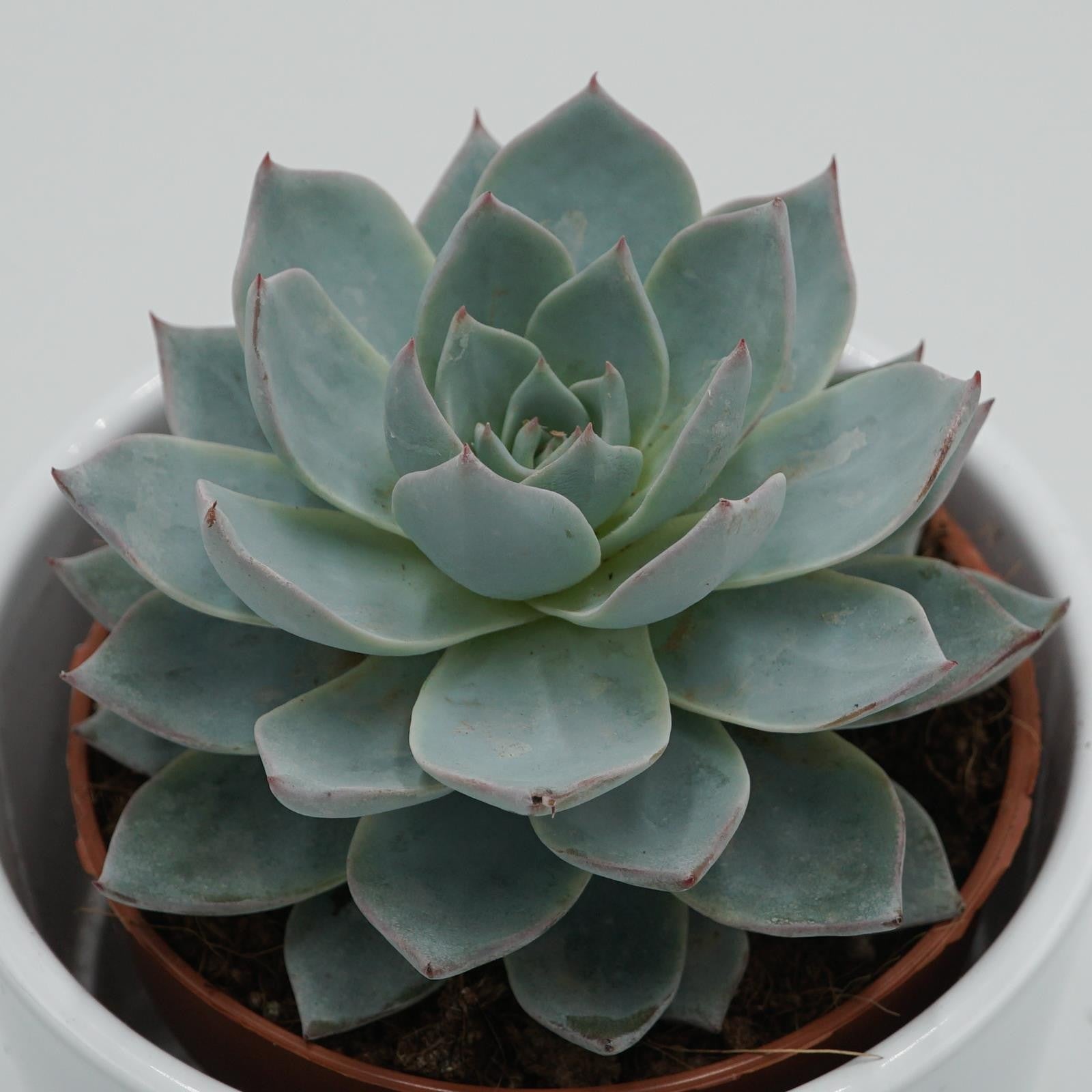 pasiora-echeveria-subessilis-texensis-sukkulente-im-8-5cm-topf image 2