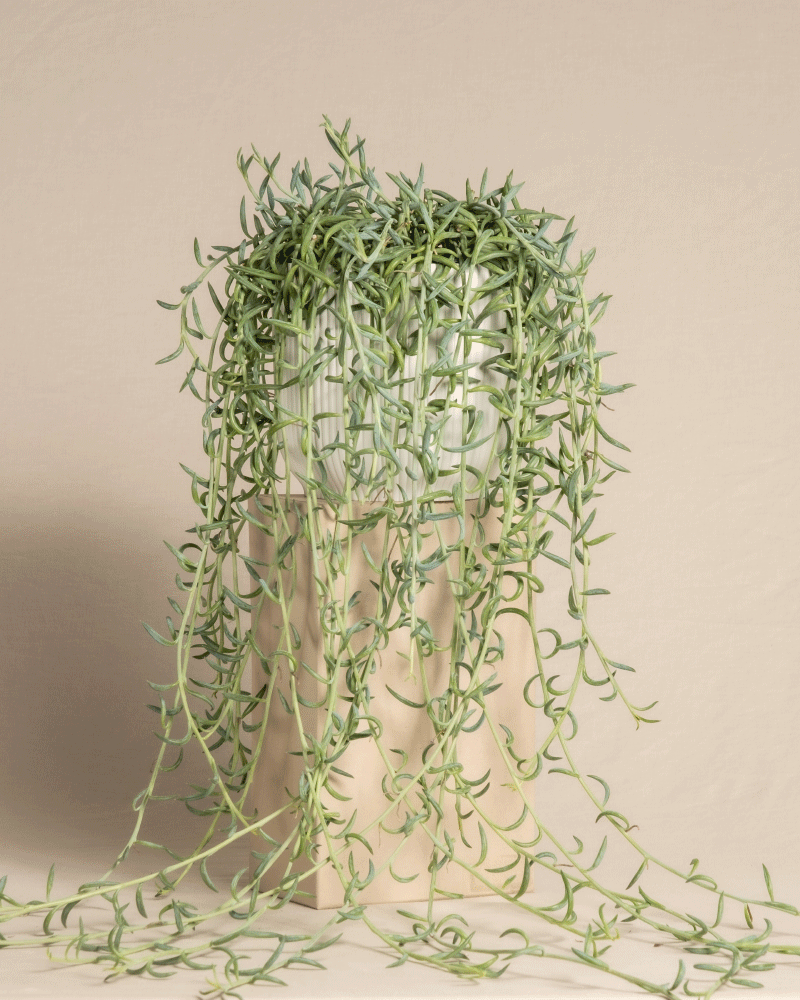 feey-senecio-radicans-string-of-bananas-h-ngepflanze image 7