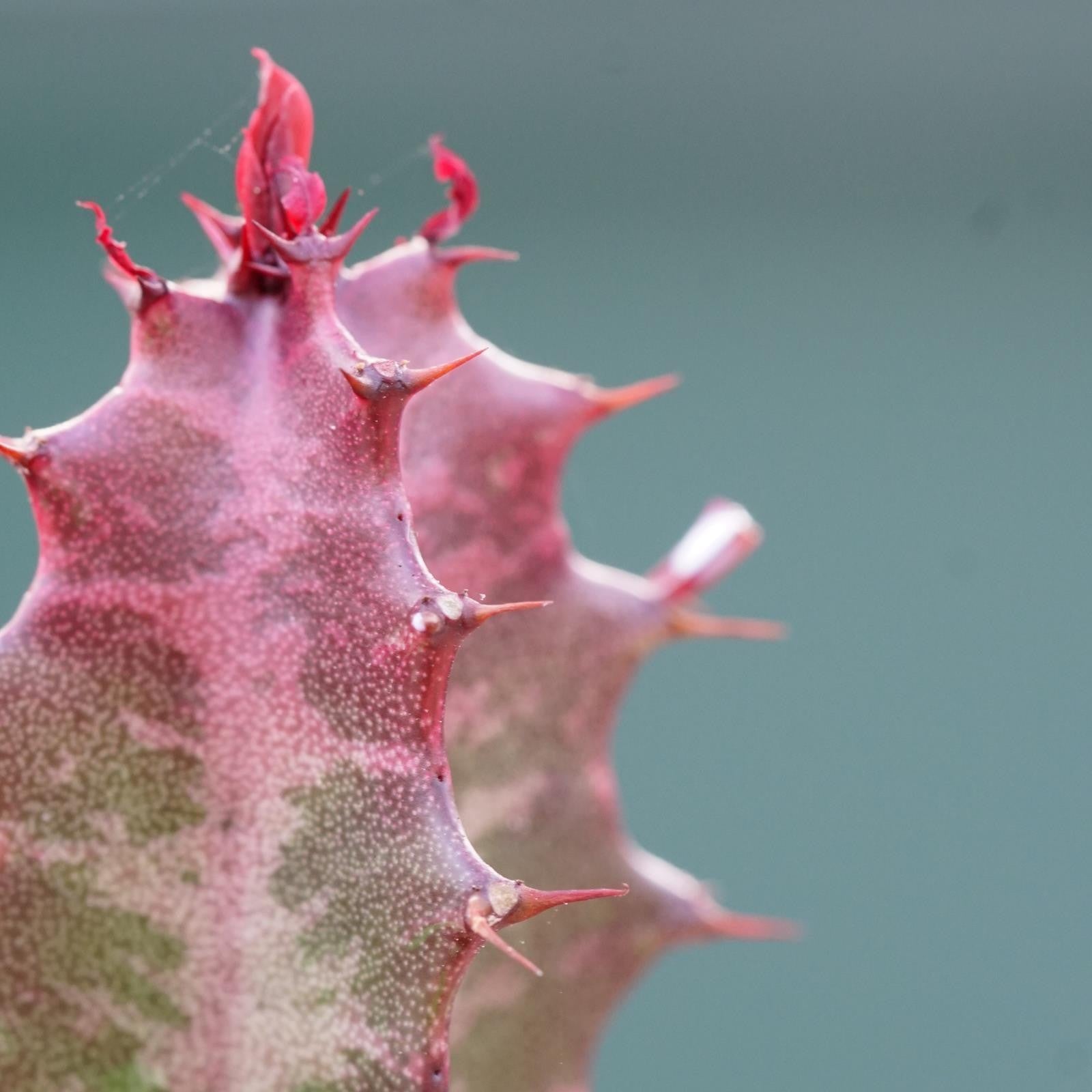 pasiora-euphorbia-trigona-rubra-sukkulente-5-5-cm-topf image 3