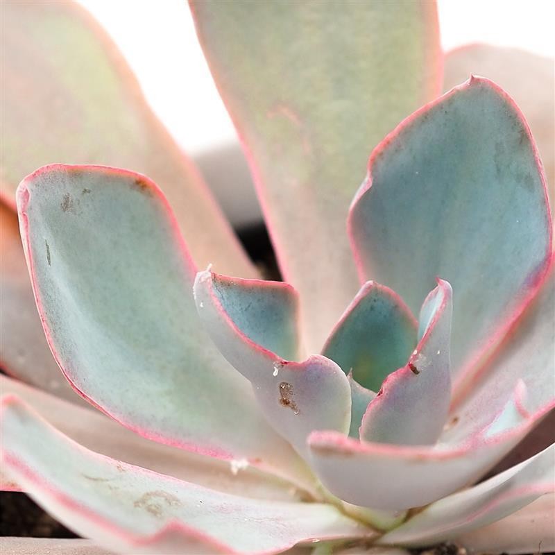 pasiora-echeveria-afterglow-sukkulente-10-5cm image 2
