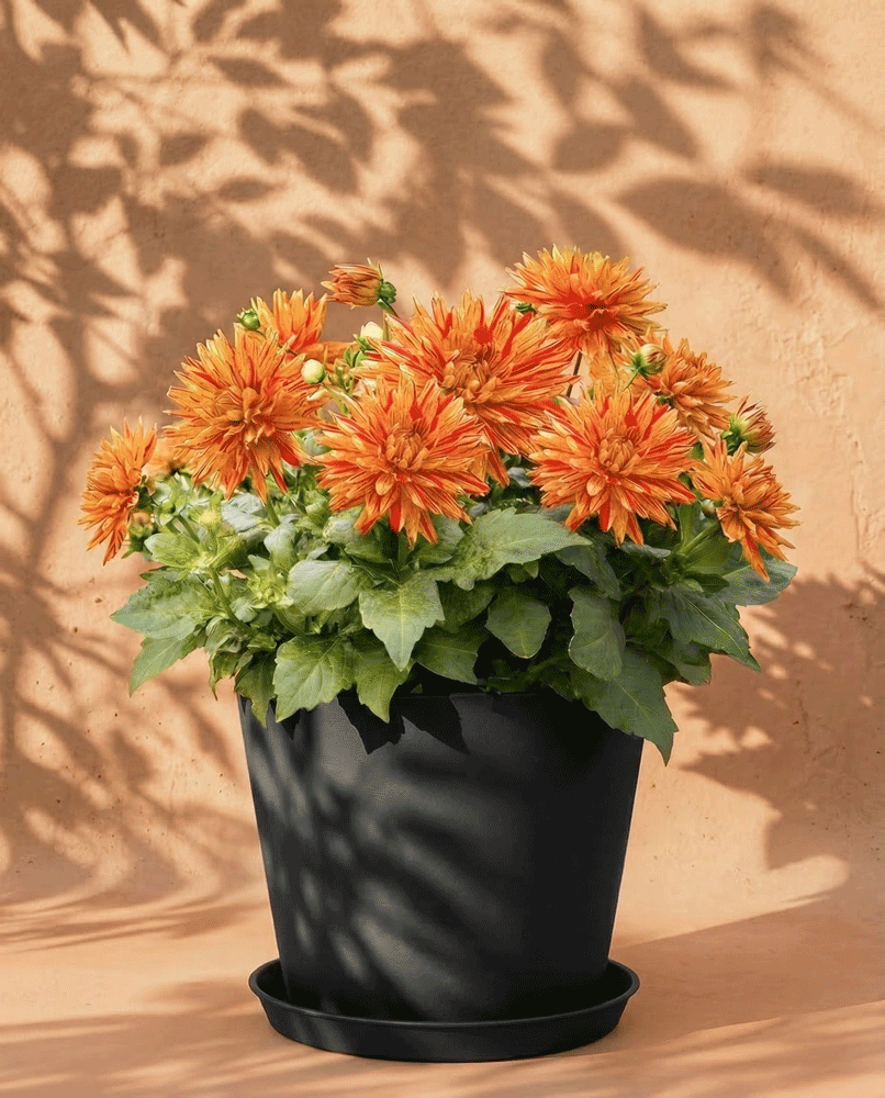 feey-dahlien-hellorange-knollenpflanze-dahlia-striped-vulcan image 6