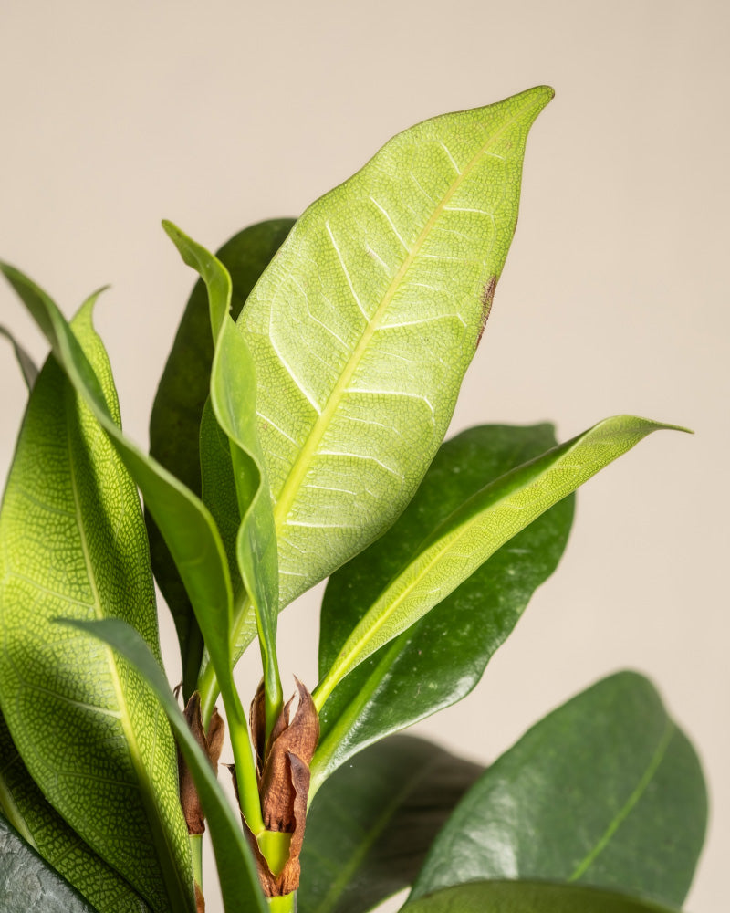 feey-afrikanischer-feigenbaum-ficus-cyathistipula-zimmerbaum image 2