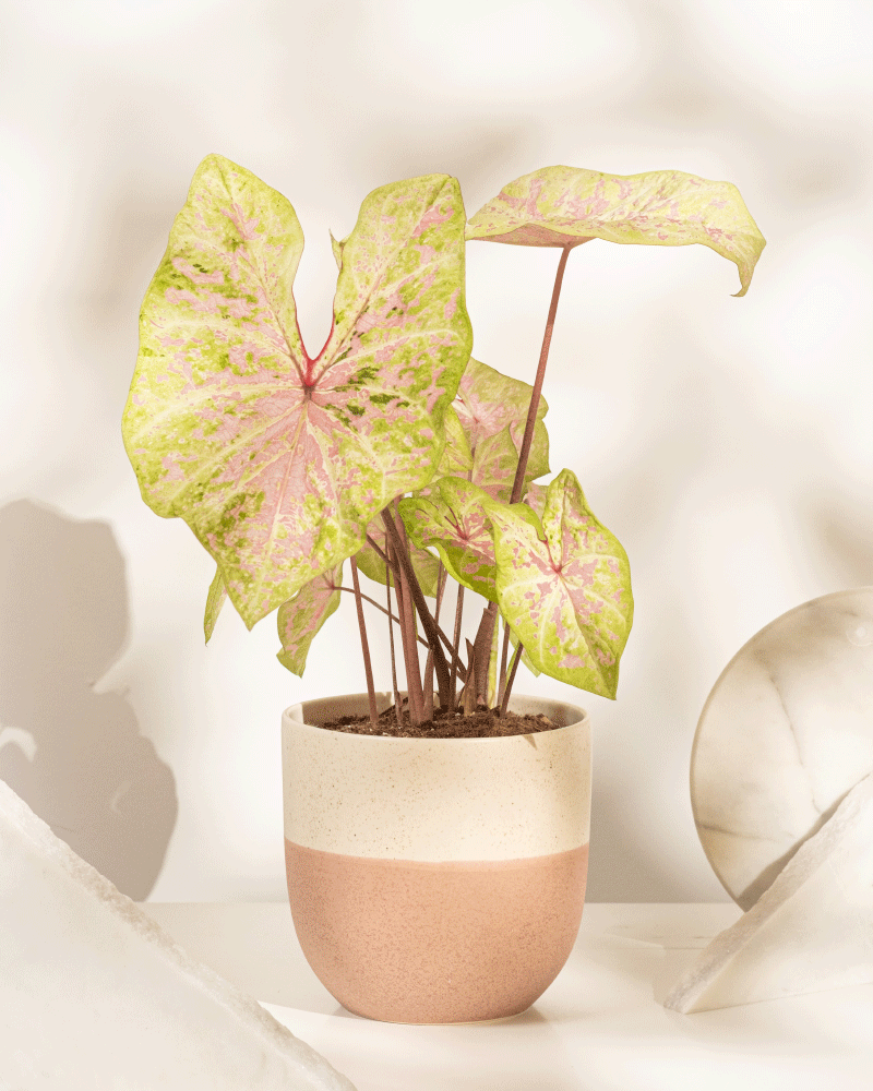 feey-caladium-seafoam-pink-zimmerpflanze-rosa-gr-n-mittel image 5