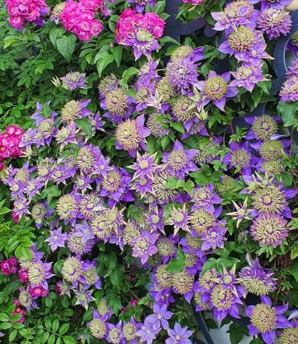 baldur-garten-2x-clematis-taiga-rarit-t-kletterpflanze-im-11-cm-topf image 8