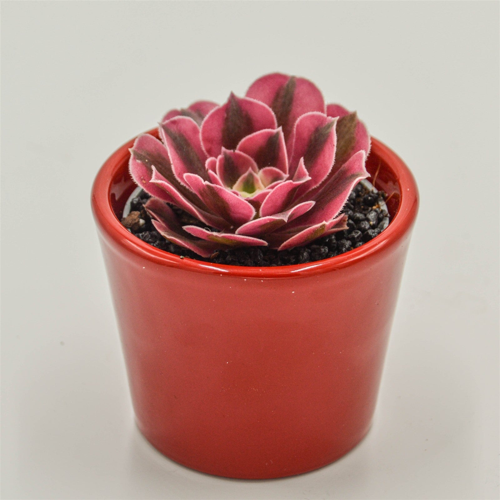 pasiora-aeonium-wheels-of-admiration-sukkulente-6cm image 3