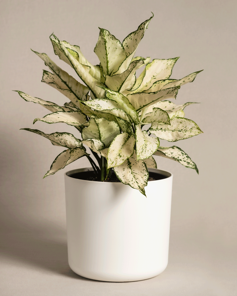 feey-grosse-aglaonema-kiwi-kolbenfaden-zimmerpflanze image 8