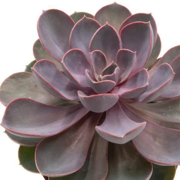 pasiora-echeveria-perle-von-n-rnberg-12cm-topf image 1