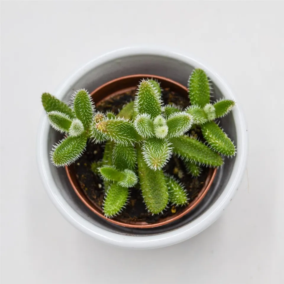pasiora-delosperma-echinatum-5-5cm-mini-sukkulente image 1