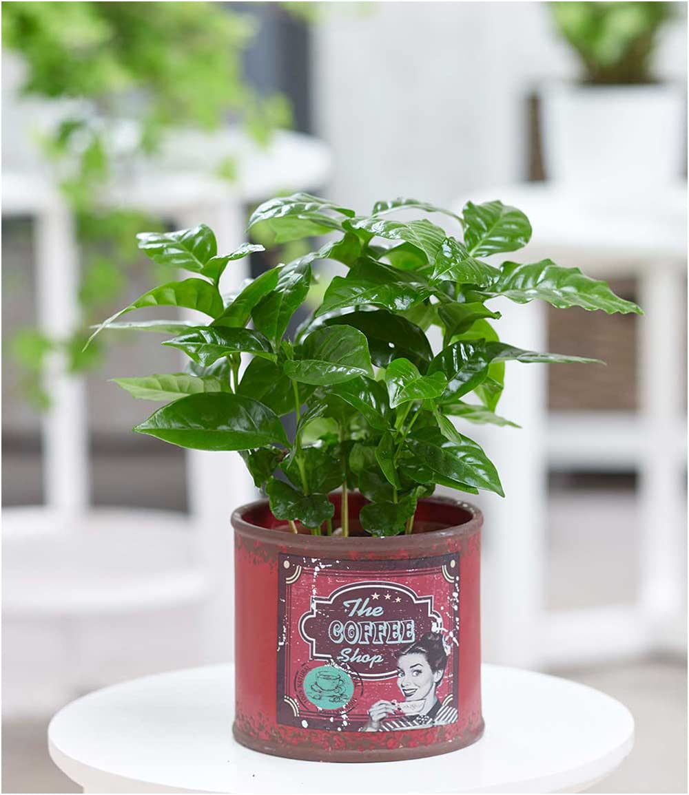 baldur-garten-coffea-arabica-kaffeepflanze-im-12-cm-barista-keramiktopf image 2
